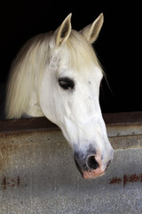 Obraz na płótnie Canvas Biały koń w stajni