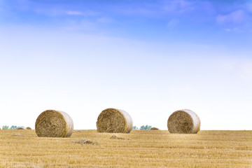 Haystacks on the field