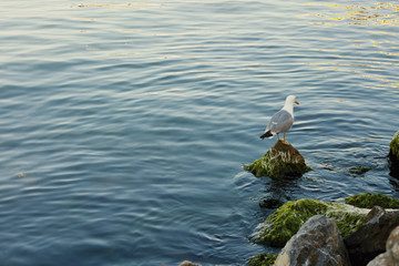 Seagull