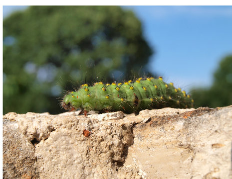 Colorful caterpillar