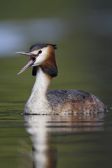 Great-crested grebe, Podiceps cristatus