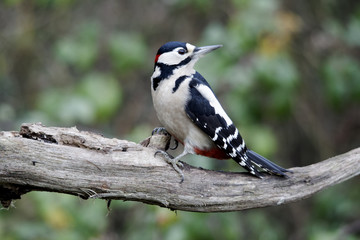 Great-spotted woodpecker, Dendrocopos major