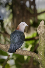 Imperial dove, Ducula aenea