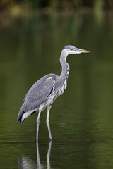 Grey heron, Ardea cinerea