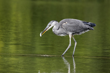 Grey heron, Ardea cinerea