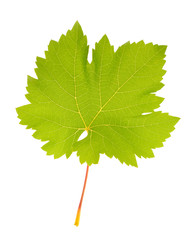 Beautiful green leaf isolated on white