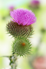 Thistle flower on nature background