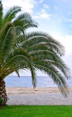 Fototapeta na wymiar Palma na plaży brzegu morza