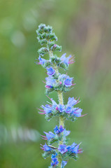 branch covered with little blue flowers