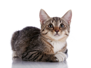 Striped Small kitten lies on a white background.