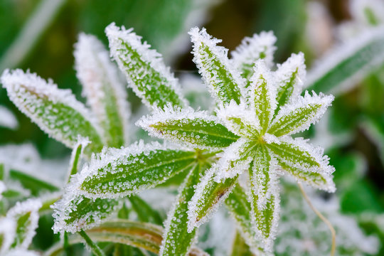 Green Grass In Hoarfrost