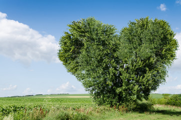 green field and heart tree