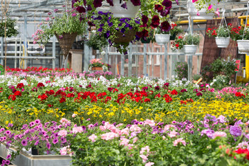 Fototapeta na wymiar Blumenvielfalt in der Gärtnerei