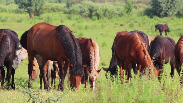 horses grazing on pasture