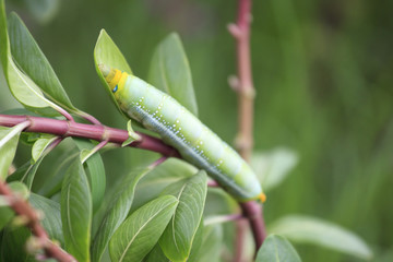 Caterpillar crawling on green leaf
