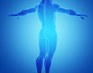 Obraz premium Male Muscles