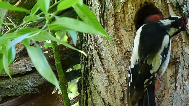 family great spotted woodpecker 2
