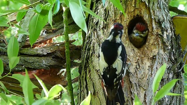 family great spotted woodpecker 3