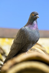 pigeon