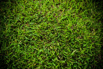 Grass Background With Vignette