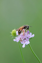 Bee on a flower