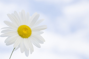 Daisy against blue sky background