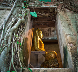 Ancient Buddhist church surrounded by tree roots in Thailand