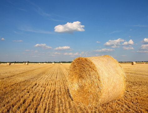 Field of freshly cut bales on farmer field
