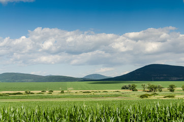 Fototapeta premium corn field background