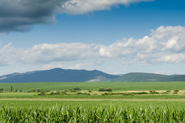 Fototapeta premium corn field background