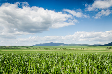 corn field background