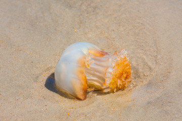 Fototapeta na wymiar Jellyfish On The Beach