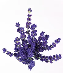 Foto op Plexiglas Lavendel lavendel