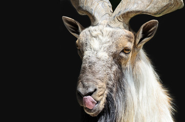 Markhor goat head with tongue