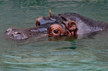Fototapeta premium Head hippopotamus