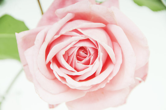 Beautiful pure rose shot