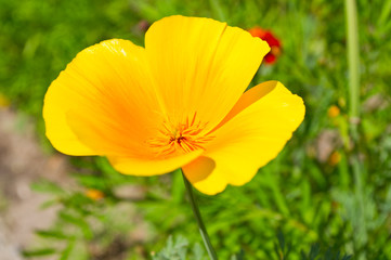 Yellow flower on green field