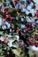 a lot of saskatoon berries