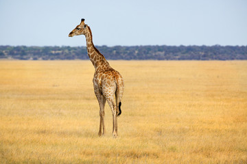Naklejka na ściany i meble Giraffe chodząc murawy w Namibii