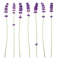 lavender flowers