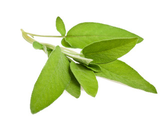 Sage sprig