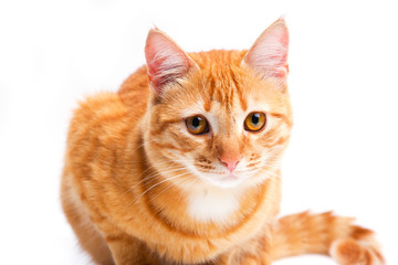 Ginger cat portrait studio isolated