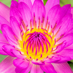 purple water lily or lotus