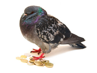 Pigeon sitting on golden coins, isolated on white background
