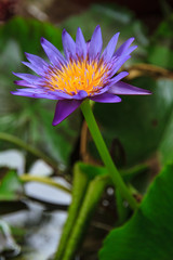 Purple Lotus