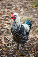 Cock hen on a ground