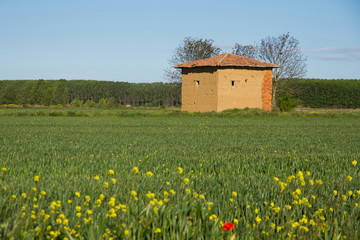 caseta de barro en el campo en primavera con flores
