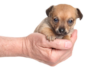 Chihuahua sitting in hand