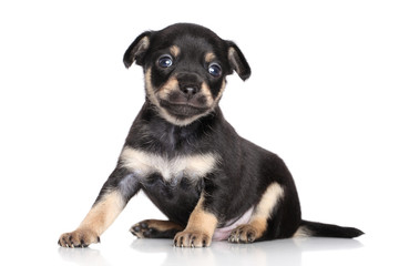 Obraz premium Chihuahua puppy posing