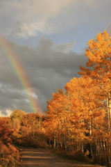 Rainbow over aspen trees, Colorado